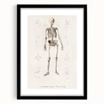 Romanticism Art: Human Skeleton Anatomical Illustration Canvas Print