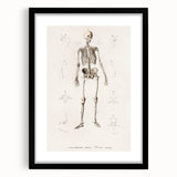 Romanticism Art: Human Skeleton Anatomical Illustration Canvas Print