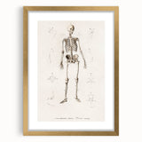 Romanticism Art: Human Skeleton Anatomical Illustration Canvas Print