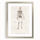 Romanticism Art: Human Skeleton Anatomical Illustration Canvas Print