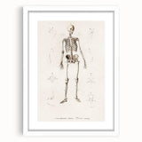 Romanticism Art: Human Skeleton Anatomical Illustration Canvas Print