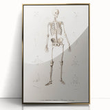 Romanticism Art: Human Skeleton Anatomical Illustration Canvas Print