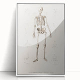 Romanticism Art: Human Skeleton Anatomical Illustration Canvas Print