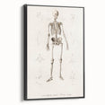 Romanticism Art: Human Skeleton Anatomical Illustration Canvas Print