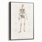 Romanticism Art: Human Skeleton Anatomical Illustration Canvas Print