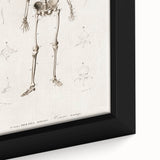 Romanticism Art: Human Skeleton Anatomical Illustration Canvas Print