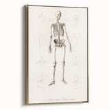 Romanticism Art: Human Skeleton Anatomical Illustration Canvas Print