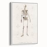 Romanticism Art: Human Skeleton Anatomical Illustration Canvas Print