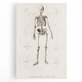 Romanticism Art: Human Skeleton Anatomical Illustration Canvas Print