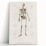 Romanticism Art: Human Skeleton Anatomical Illustration Canvas Print