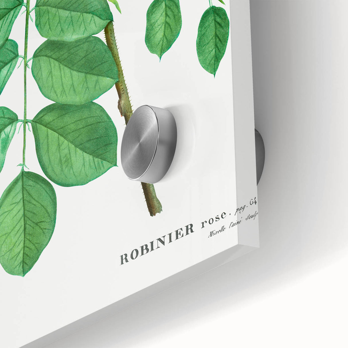 Neoclassical Art Prints: Robinia Rosea (Robinier Rose) by Redouté
