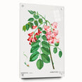 Neoclassical Art Prints: Robinia Rosea (Robinier Rose) by Redouté