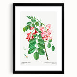 Neoclassical Art Prints: Robinia Rosea (Robinier Rose) by Redouté