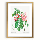 Neoclassical Art Prints: Robinia Rosea (Robinier Rose) by Redouté