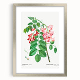 Neoclassical Art Prints: Robinia Rosea (Robinier Rose) by Redouté