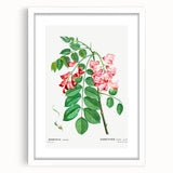 Neoclassical Art Prints: Robinia Rosea (Robinier Rose) by Redouté