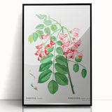 Neoclassical Art Prints: Robinia Rosea (Robinier Rose) by Redouté