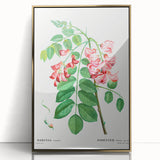 Neoclassical Art Prints: Robinia Rosea (Robinier Rose) by Redouté