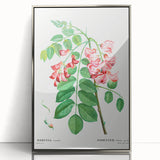 Neoclassical Art Prints: Robinia Rosea (Robinier Rose) by Redouté