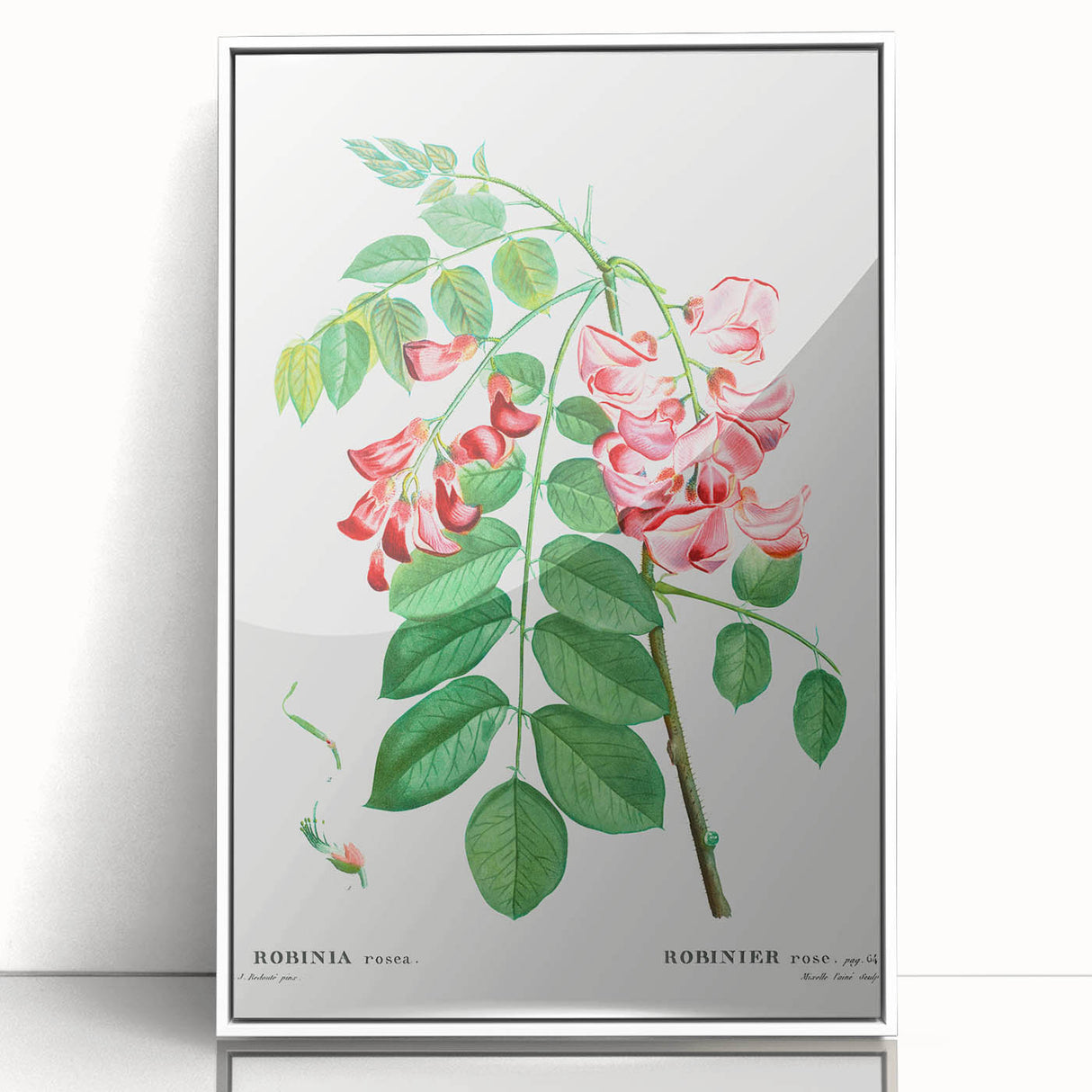 Neoclassical Art Prints: Robinia Rosea (Robinier Rose) by Redouté