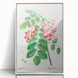 Neoclassical Art Prints: Robinia Rosea (Robinier Rose) by Redouté