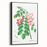 Neoclassical Art Prints: Robinia Rosea (Robinier Rose) by Redouté