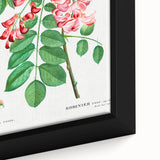 Neoclassical Art Prints: Robinia Rosea (Robinier Rose) by Redouté
