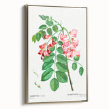 Neoclassical Art Prints: Robinia Rosea (Robinier Rose) by Redouté