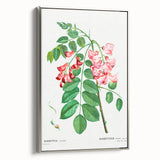 Neoclassical Art Prints: Robinia Rosea (Robinier Rose) by Redouté