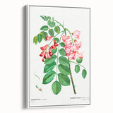 Neoclassical Art Prints: Robinia Rosea (Robinier Rose) by Redouté