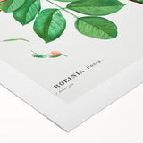 Neoclassical Art Prints: Robinia Rosea (Robinier Rose) by Redouté