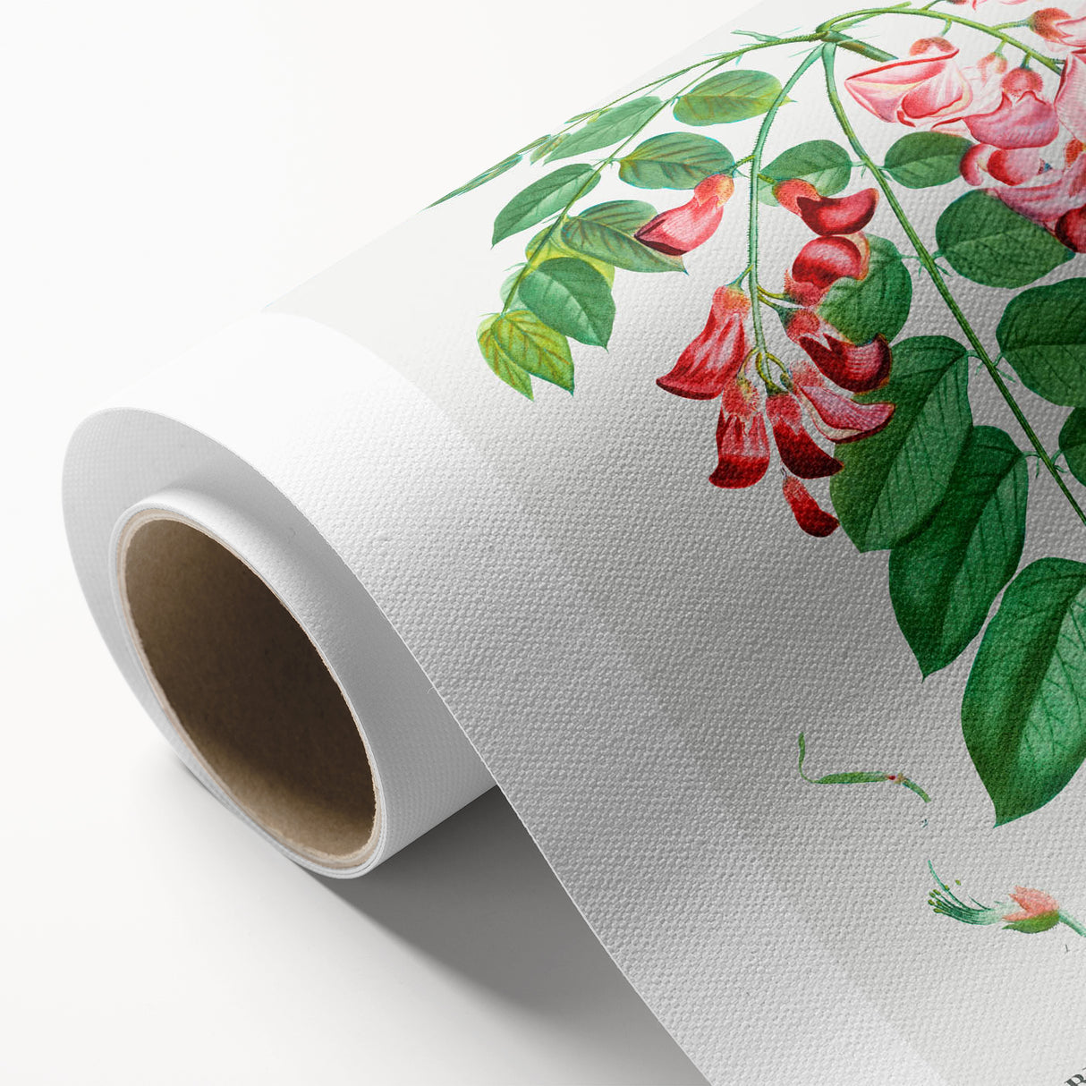 Neoclassical Art Prints: Robinia Rosea (Robinier Rose) by Redouté