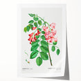 Neoclassical Art Prints: Robinia Rosea (Robinier Rose) by Redouté