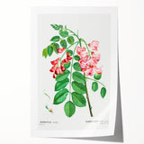 Neoclassical Art Prints: Robinia Rosea (Robinier Rose) by Redouté
