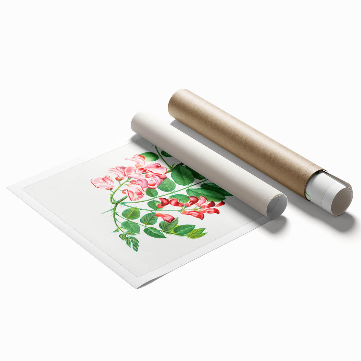 Neoclassical Art Prints: Robinia Rosea (Robinier Rose) by Redouté