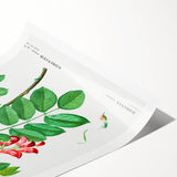 Neoclassical Art Prints: Robinia Rosea (Robinier Rose) by Redouté