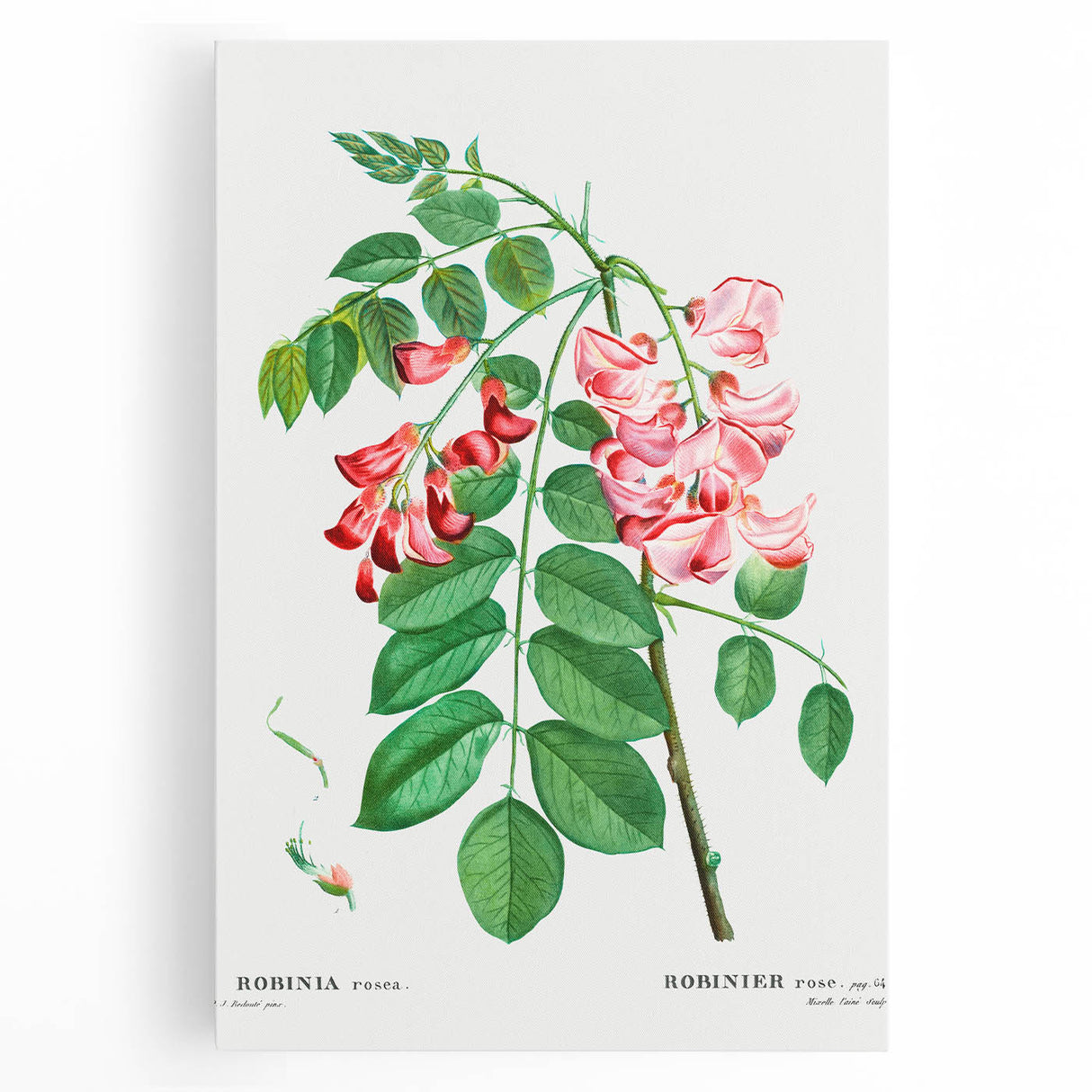 Neoclassical Art Prints: Robinia Rosea (Robinier Rose) by Redouté