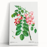 Neoclassical Art Prints: Robinia Rosea (Robinier Rose) by Redouté