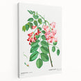 Neoclassical Art Prints: Robinia Rosea (Robinier Rose) by Redouté