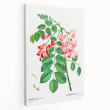 Neoclassical Art Prints: Robinia Rosea (Robinier Rose) by Redouté