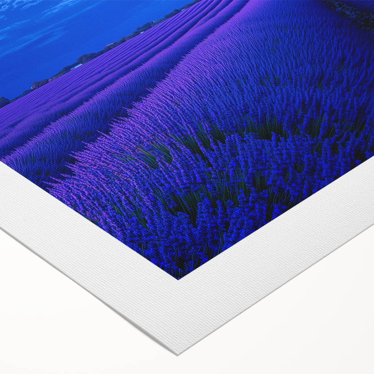 Vibrant rolled canvas print showcasing a serene landscape of golden fields under a clear blue sky, elegantly packaged in a protective cardboard tube for safe transport. This artwork adds a touch of tranquility and beauty to any space.