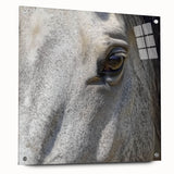 Close-up image of an animal in nature, printed on acrylic glass, using a mix of sharp and blurred elements.