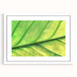 Abstract art print featuring close-up floral designs in soft pastel colors on a white framed canvas.