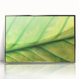 Mid-century modernist art depicting vibrant floral close-ups in a silver-framed acrylic, suitable for nursery wall art.