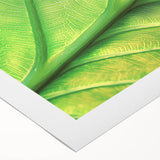 Art deco poster featuring close-up floral designs in muted pastel colors on rolled canvas.