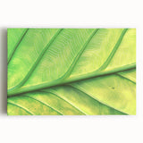 Black and white close-up floral photograph on stretched canvas, suitable as large kitchen wall art.