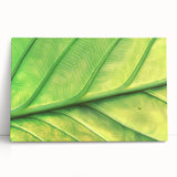 Black and white close-up floral photograph on stretched canvas, ideal for kitchen wall art or bedroom ambiance.