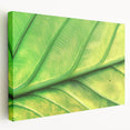 Close-up floral image on large stretched canvas with vibrant green and pink tones, suitable for kitchen wall art.