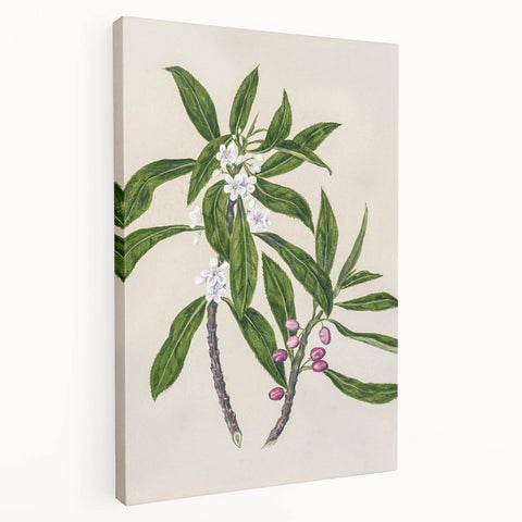 Realism Botanical Art Print | Ngaio Plant Illustration by Sarah Featon