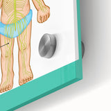 Classroom Educational Posters - Nervous System Learning Chart